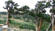 PICTURES/Mount Evans and The Highest Paved Road in N.A - Denver CO/t_Bristlecone Pine7.JPG